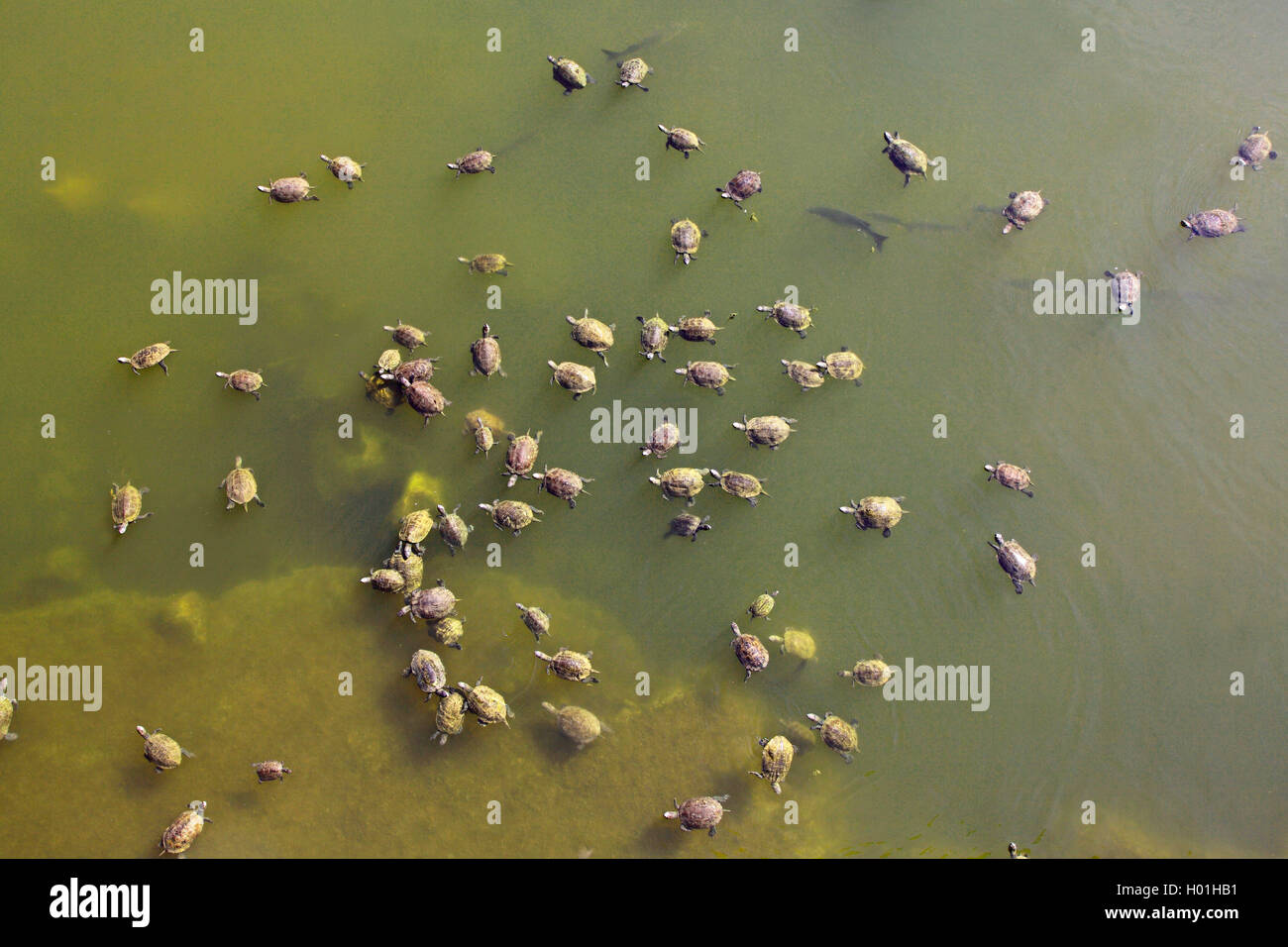 Balkan Terrapin (Mauremys rivulata, Mauremys caspica rivulata), large group swimming, Greece, Lesbos Stock Photo