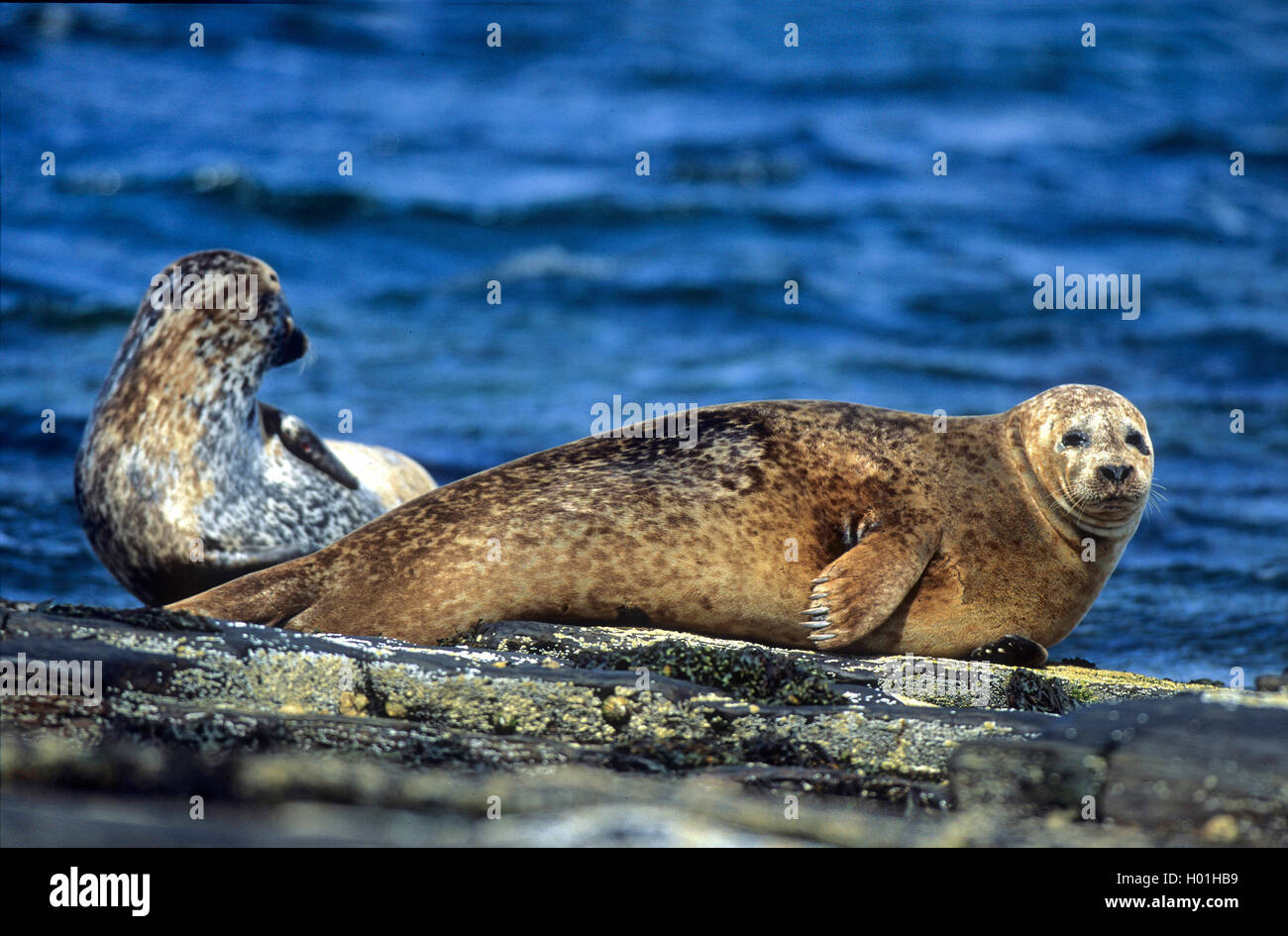 gray seal (Halichoerus grypus), two seals resting on a rock at the sea, United Kingdom, Scotland, Orkney Stock Photo