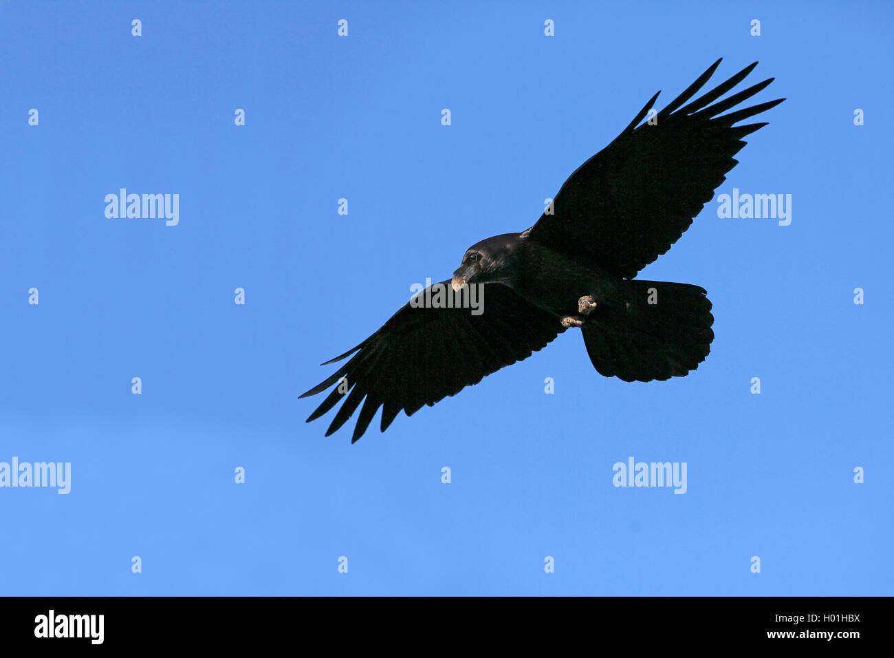 Kolkrabe, Kolk-Rabe (Corvus corax), fliegend, Kanaren, La Palma, Caldera Taburiente Nationalpark | common raven (Corvus corax),  Stock Photo
