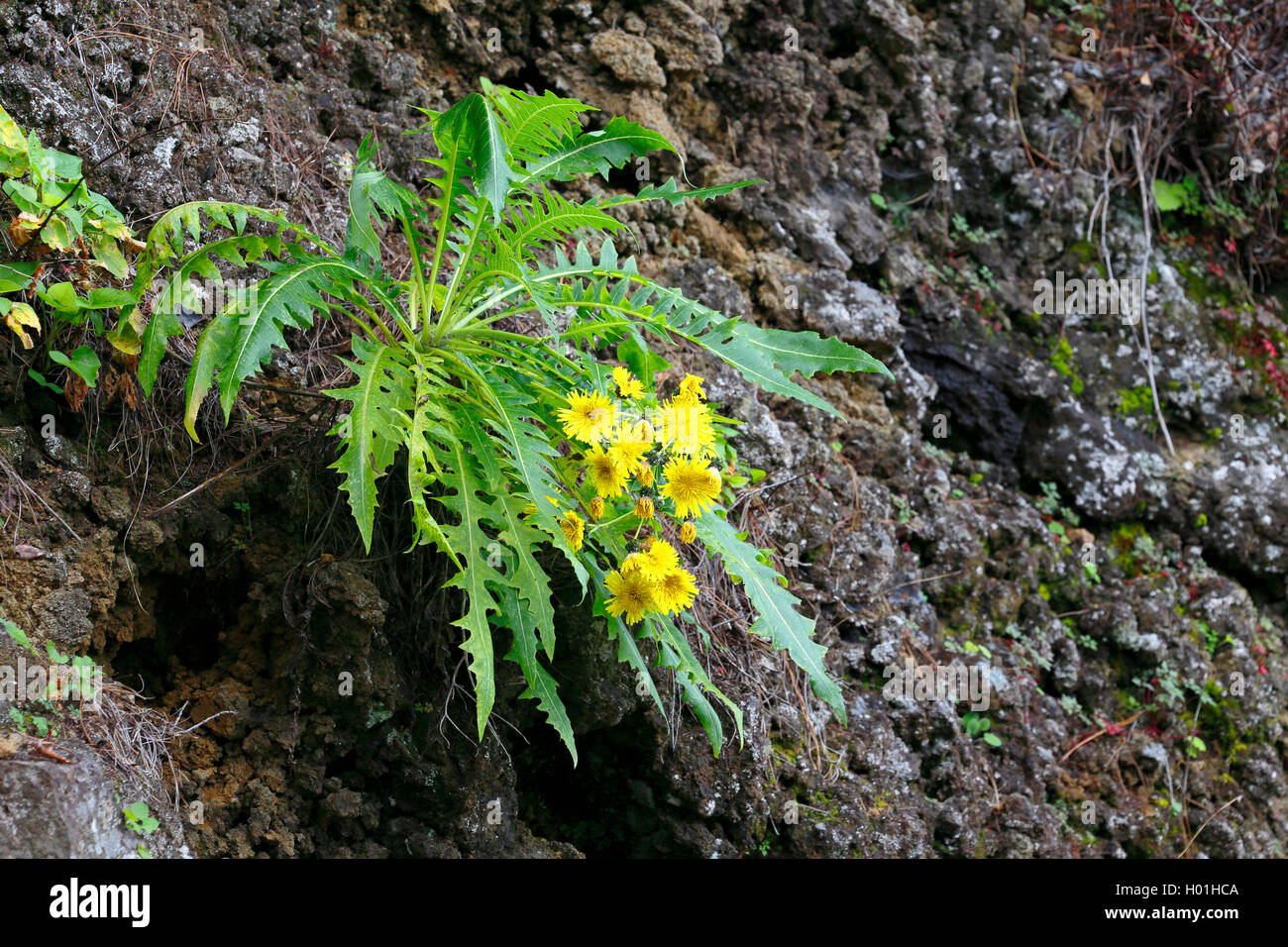 La Palma sow thistle (Sonchus palmensis), flowering thistle at a slope, Canary Islands, La Palma, Fuente de Olen Stock Photo