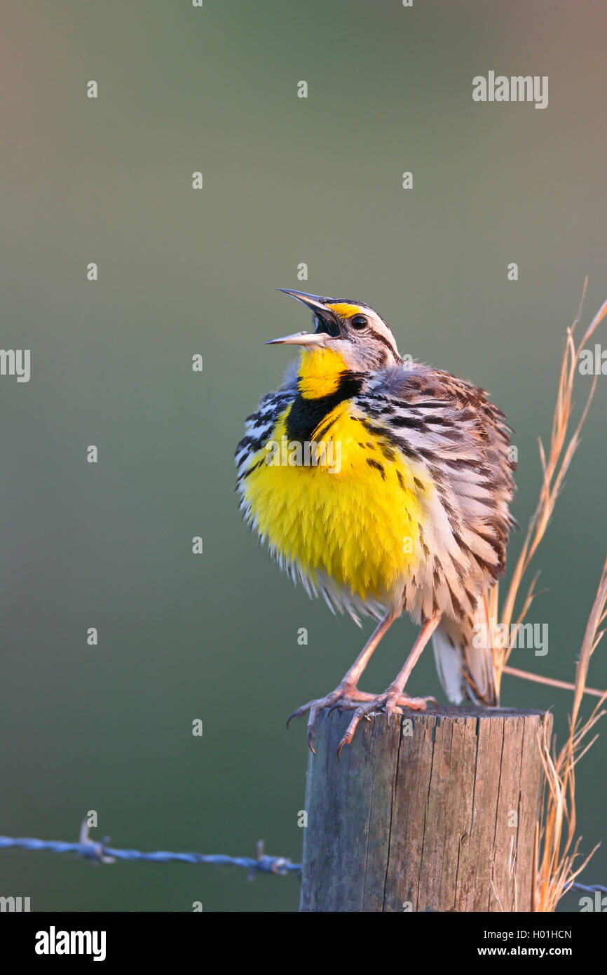 Eastern meadowlark (Sturnella magna), male sings on a fence post, USA, Florida, Myakka National Park Stock Photo