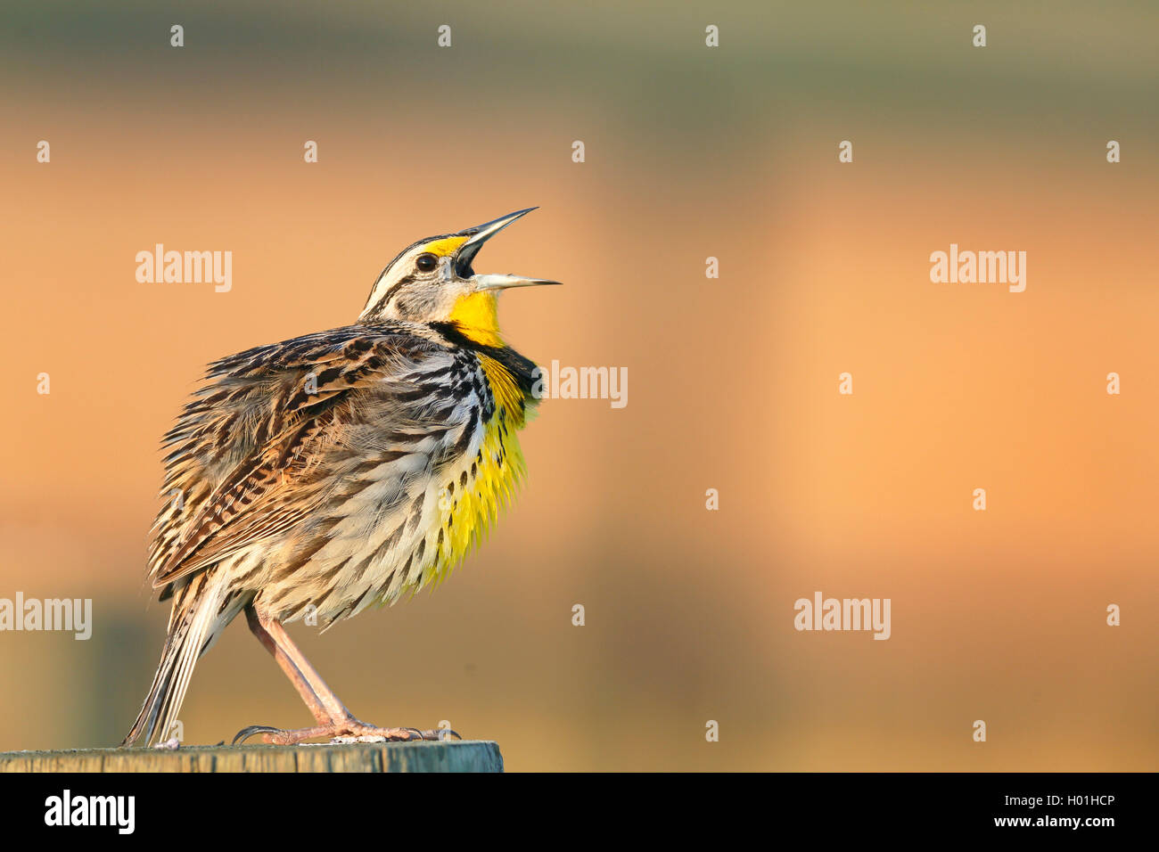 Eastern meadowlark (Sturnella magna), male sings on a fence post, USA, Florida, Myakka National Park Stock Photo