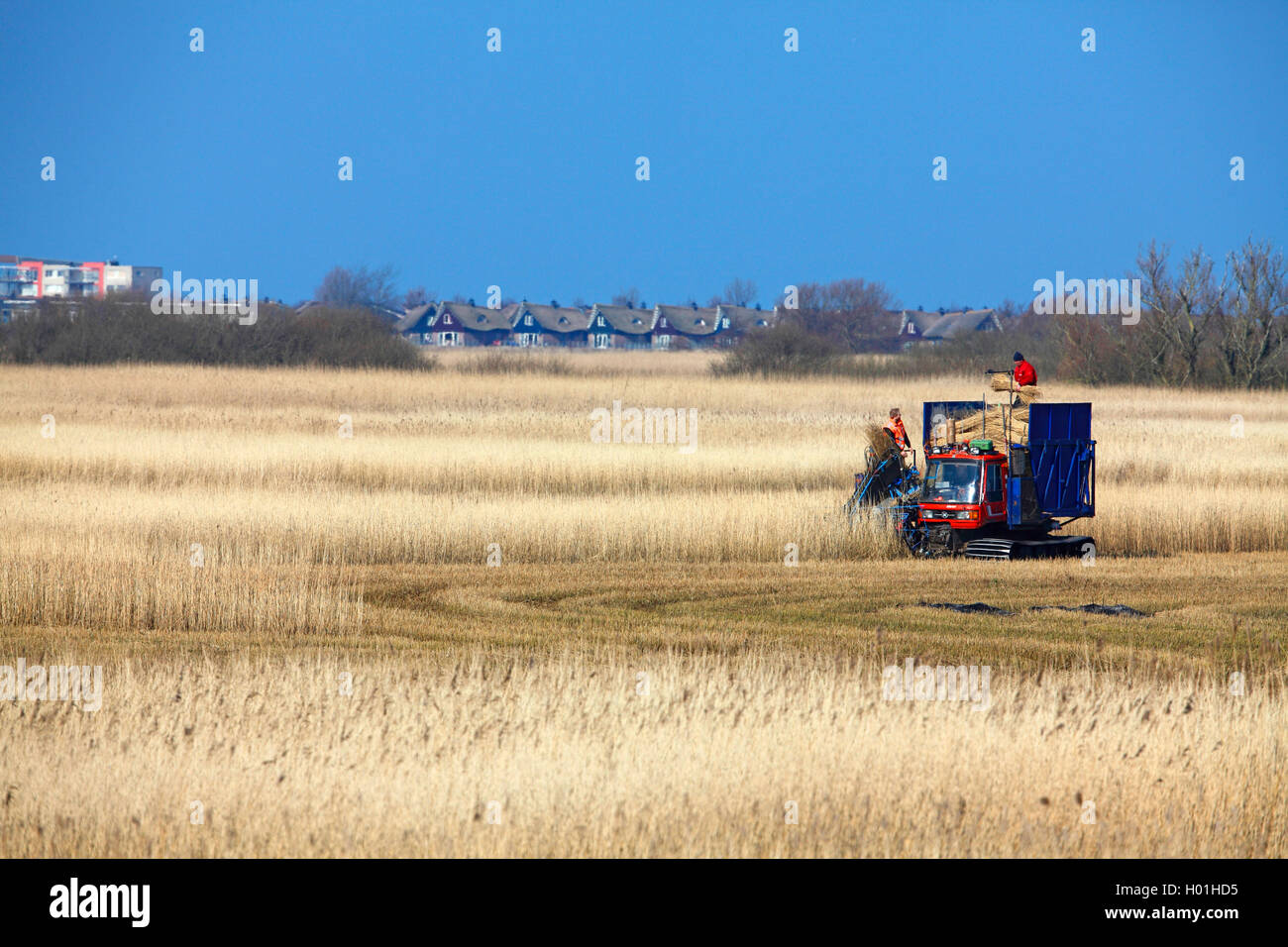 reed grass, common reed (Phragmites communis, Phragmites australis), reed mowing at the Ijsselmeer coast, Netherlands, Frisia, Makkum Stock Photo