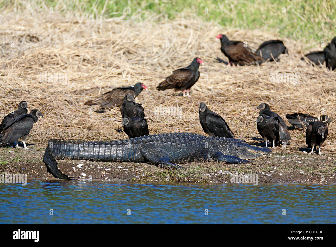 American alligator (Alligator mississippiensis), lies at the riverside, surrounded by black and turkey vultures, USA, Florida Stock Photo