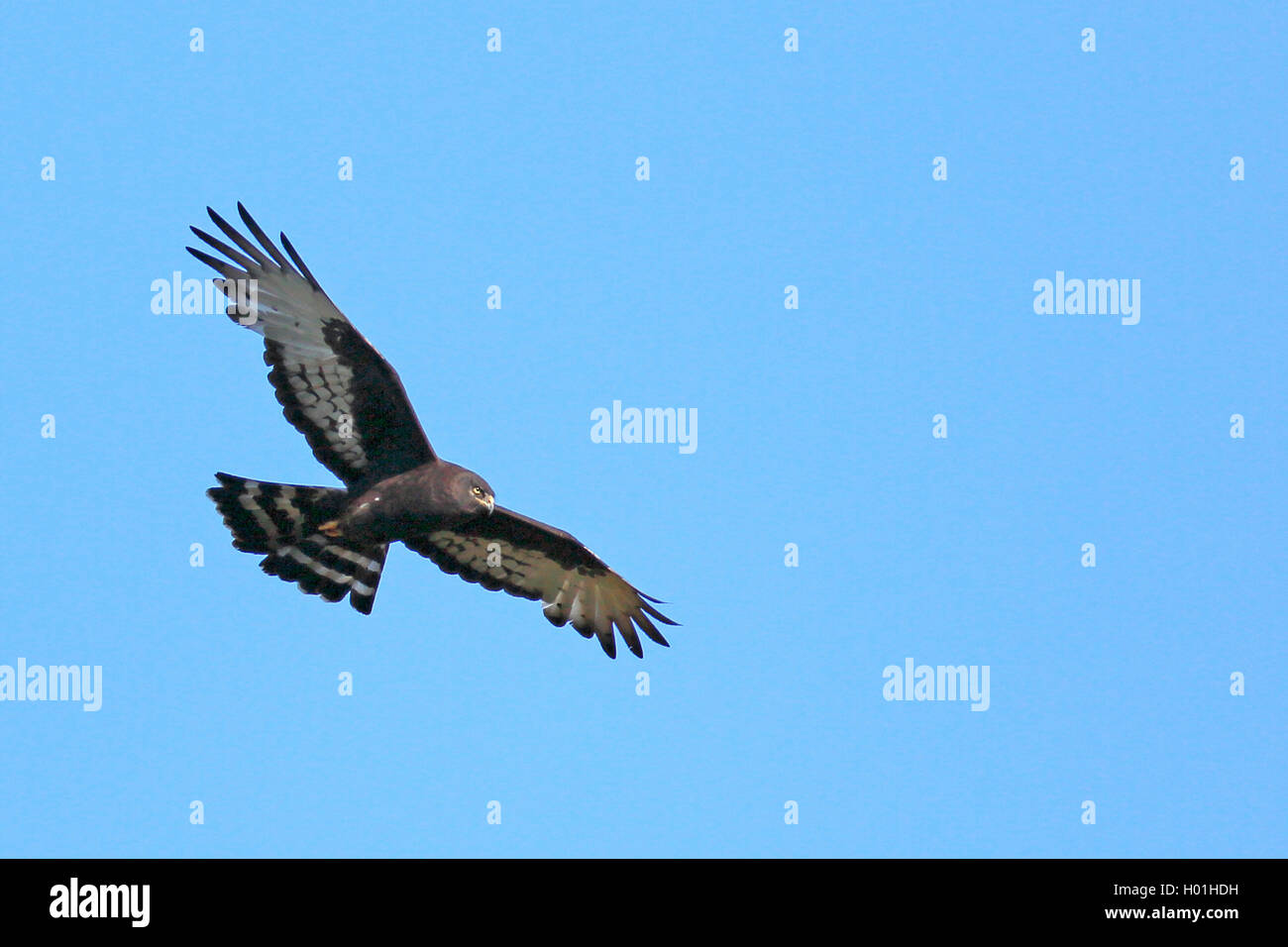 Mohrenweihe, Mohren-Weihe (Circus maurus), fliegend, Suedafrika, Westkap, Bontebok Nationalpark | black harrier (Circus maurus), Stock Photo