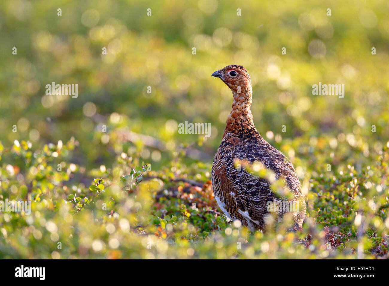 willow grouse (Lagopus lagopus), male standing in the fjell, Norway, Varanger Peninsula Stock Photo