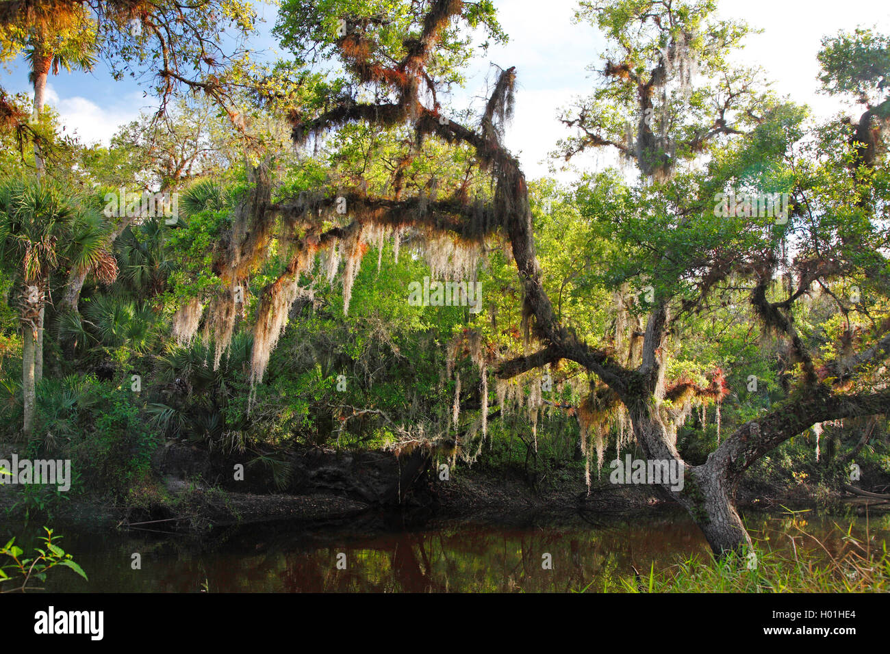 old man's beard, spanish moss (Tillandsia usneoides), subtropical wood, USA, Florida, Myakka National Park Stock Photo