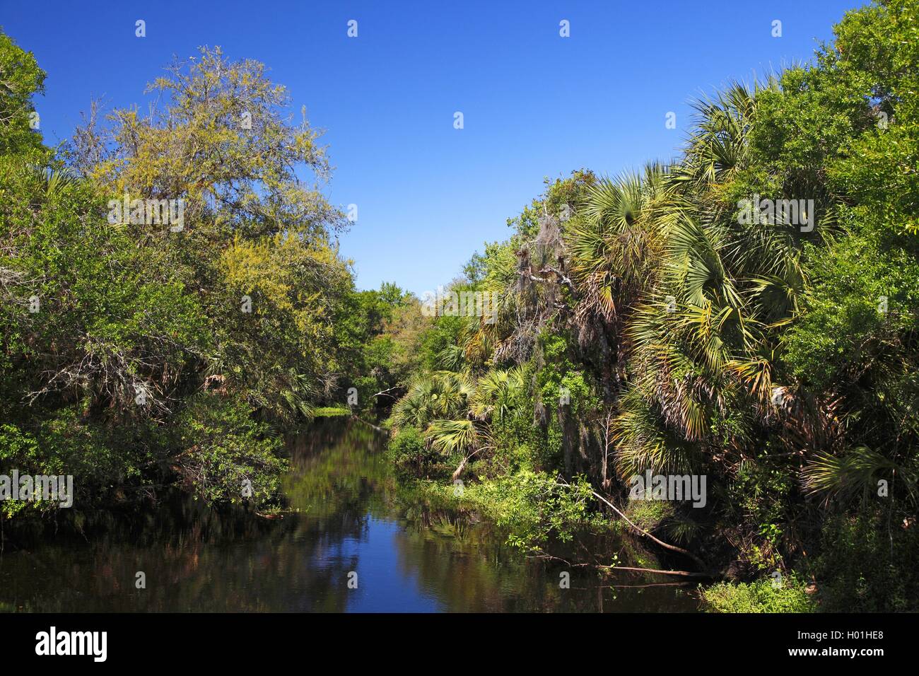 subtropical swamp forest, USA, Florida, Myakka National Park Stock Photo
