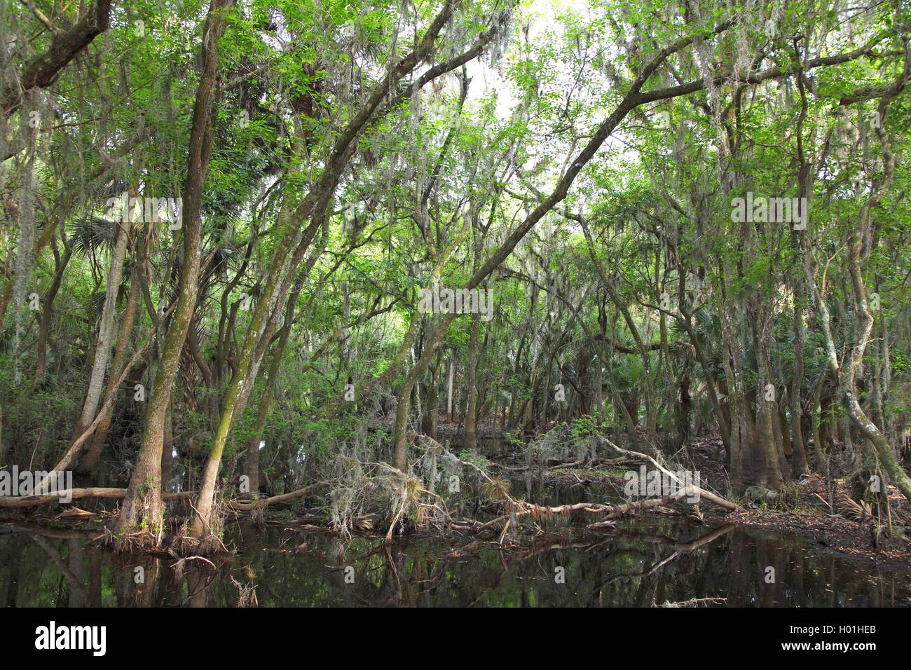 subtropical swamp forest, USA, Florida, Myakka National Park Stock Photo