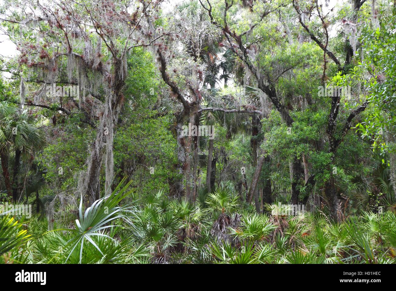 subtropical swamp forest, USA, Florida, Myakka National Park Stock Photo