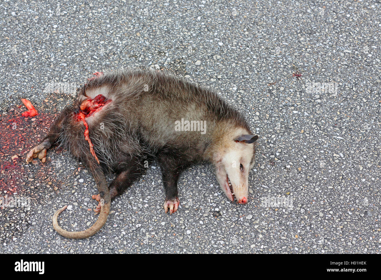 Nordopossum, Nord-Opossum (Didelphis virginiana), Opfer des Strassenverkehrs, USA, Florida | Virginian opossum (Didelphis virgin Stock Photo