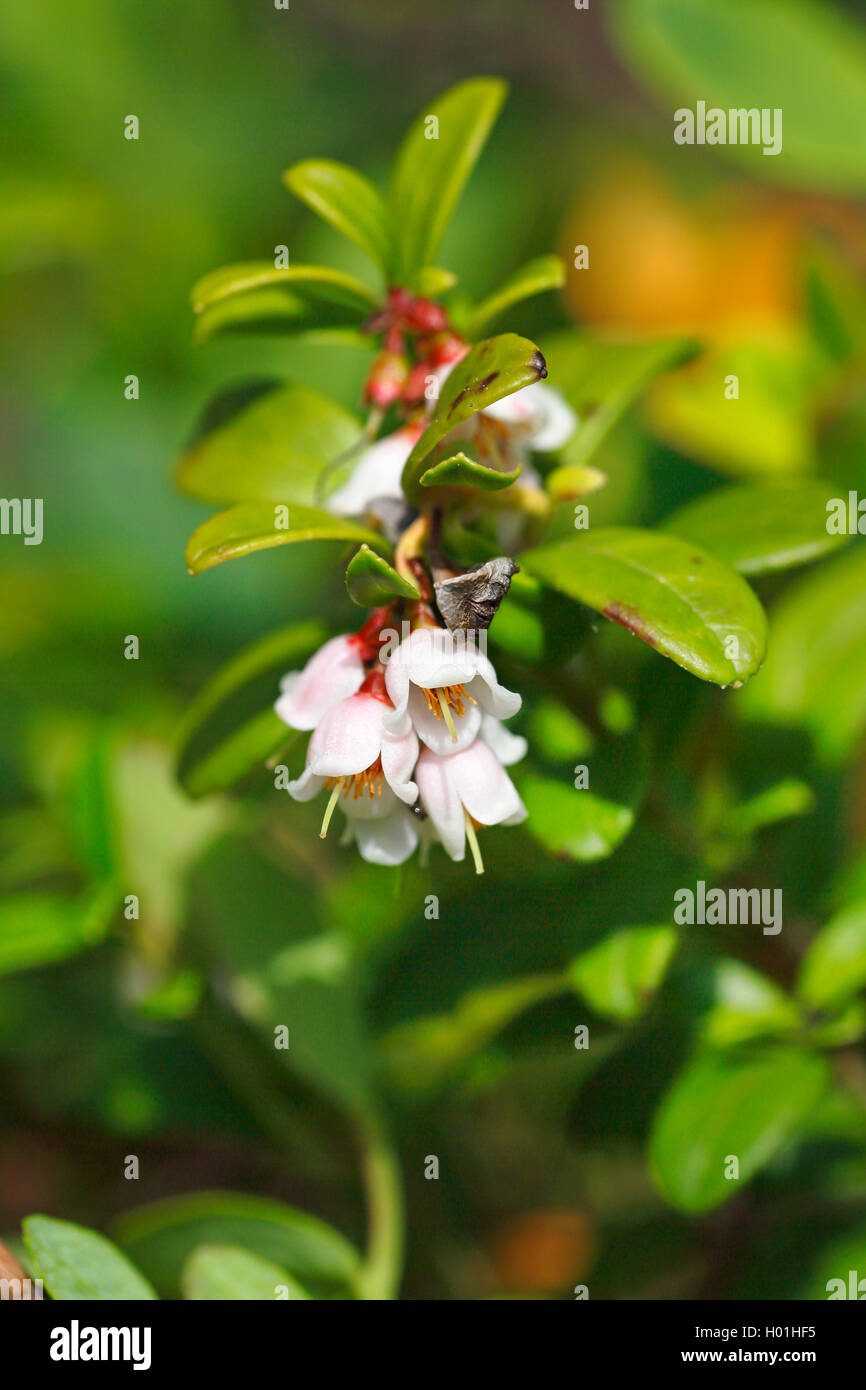 cowberry, foxberry, lingonberry, mountain cranberry (Vaccinium vitis-idaea), blooming cranberry, Finland, Lapland, Kilpisjaervi Stock Photo