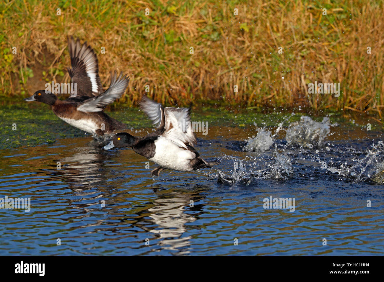 tufted duck (Aythya fuligula), pair flying off from the water, side view, Netherlands, Frisia Stock Photo