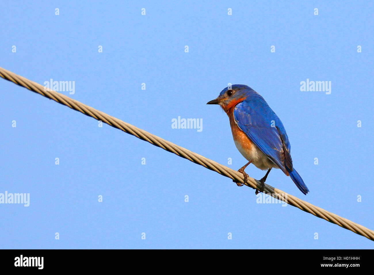 Eastern bluebird (Sialia sialis), male sits on a phone line, USA, Florida, Myakka National Park Stock Photo