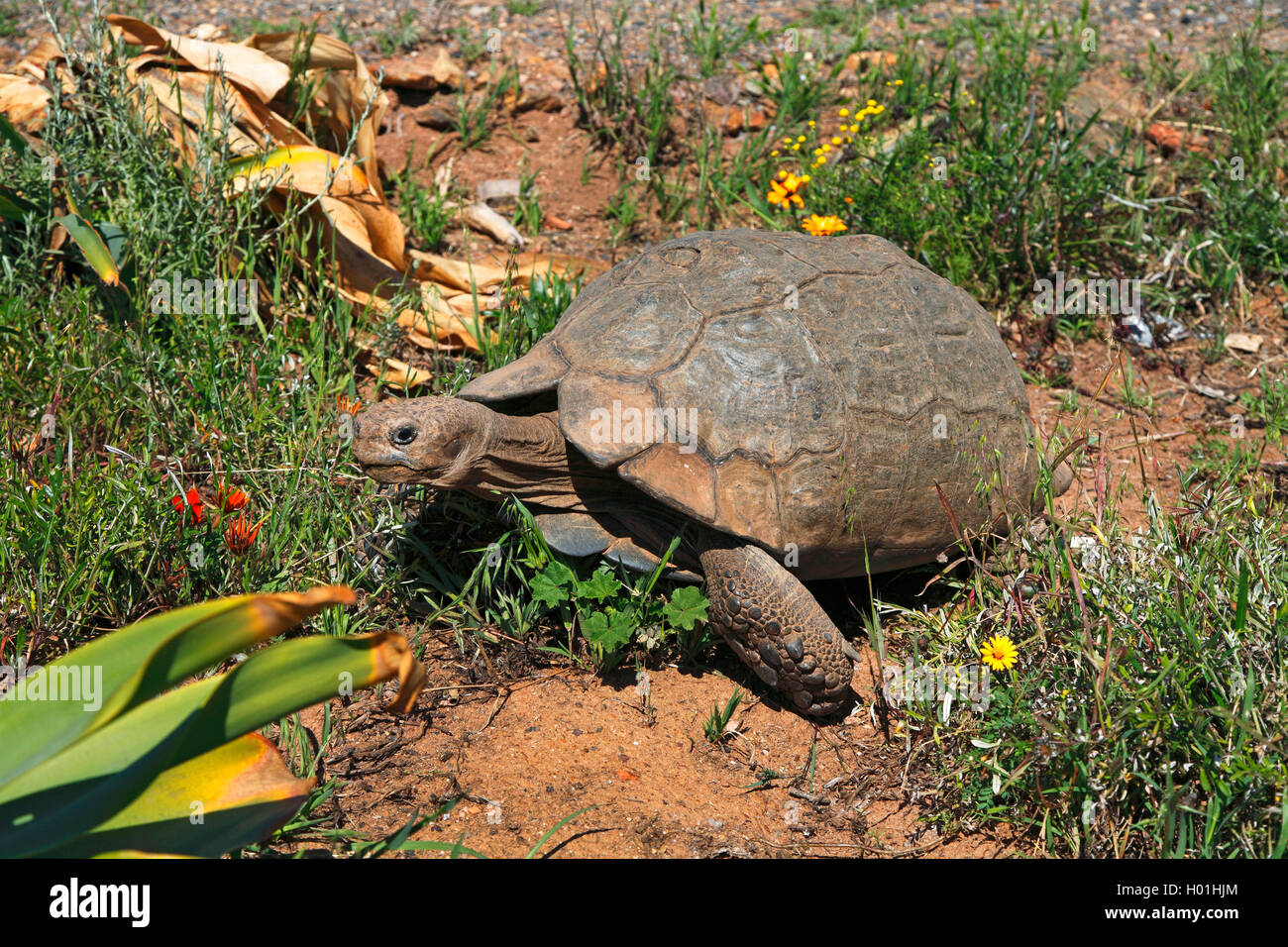 South African bowsprit tortoise (Chersina angulata), walking, South Africa, Western Cape, Worcester Stock Photo