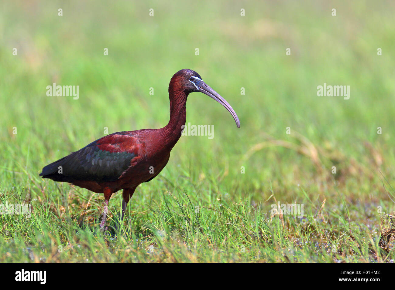 glossy ibis (Plegadis falcinellus), stands in a swamp, Greece, Evrosdelta Stock Photo