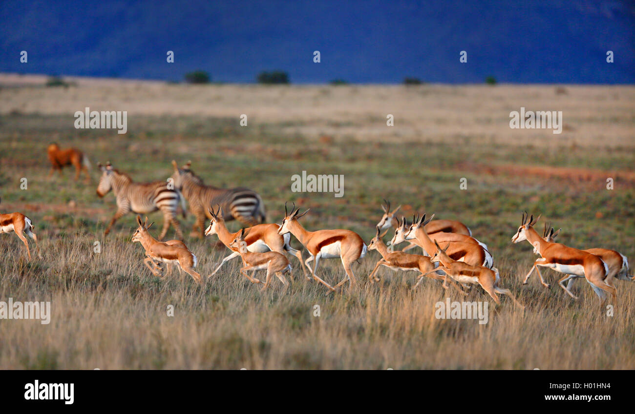 springbuck, springbok (Antidorcas marsupialis), herd running in savanna, South Africa, Eastern Cape, Mountain Zebra National Park Stock Photo