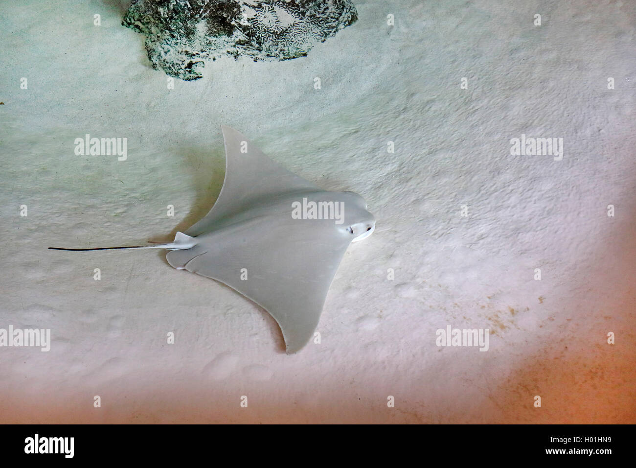 stingrays (butterfly rays) (Dasyatidae), swimming, USA, Florida Stock Photo