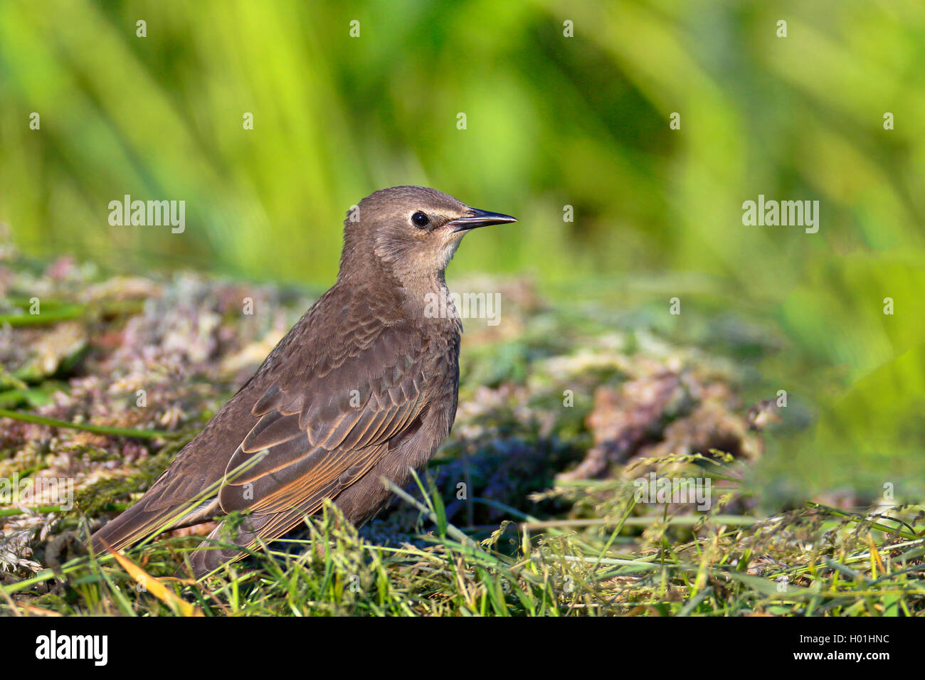 Star (Sturnus vulgaris), Jungvogel steht auf einer gemaehten Wiese, Seitenansicht, Niederlande, Friesland | common starling (Stu Stock Photo