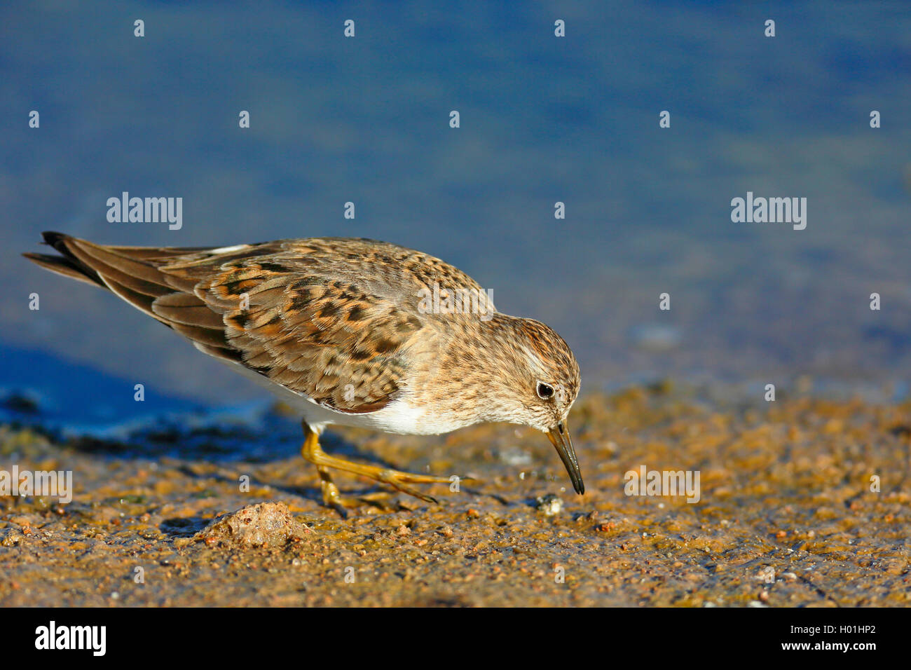 Temminckstrandlaeufer, Temminck-Strandlaeufer (Calidris temminckii), sucht im Brutkleid im Schlamm nach Nahrung, Griechenland, L Stock Photo