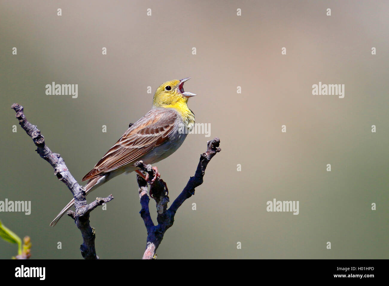 cinereous bunting (Emberiza cineracea), male sings at a fig tree, Greece, Lesbos Stock Photo