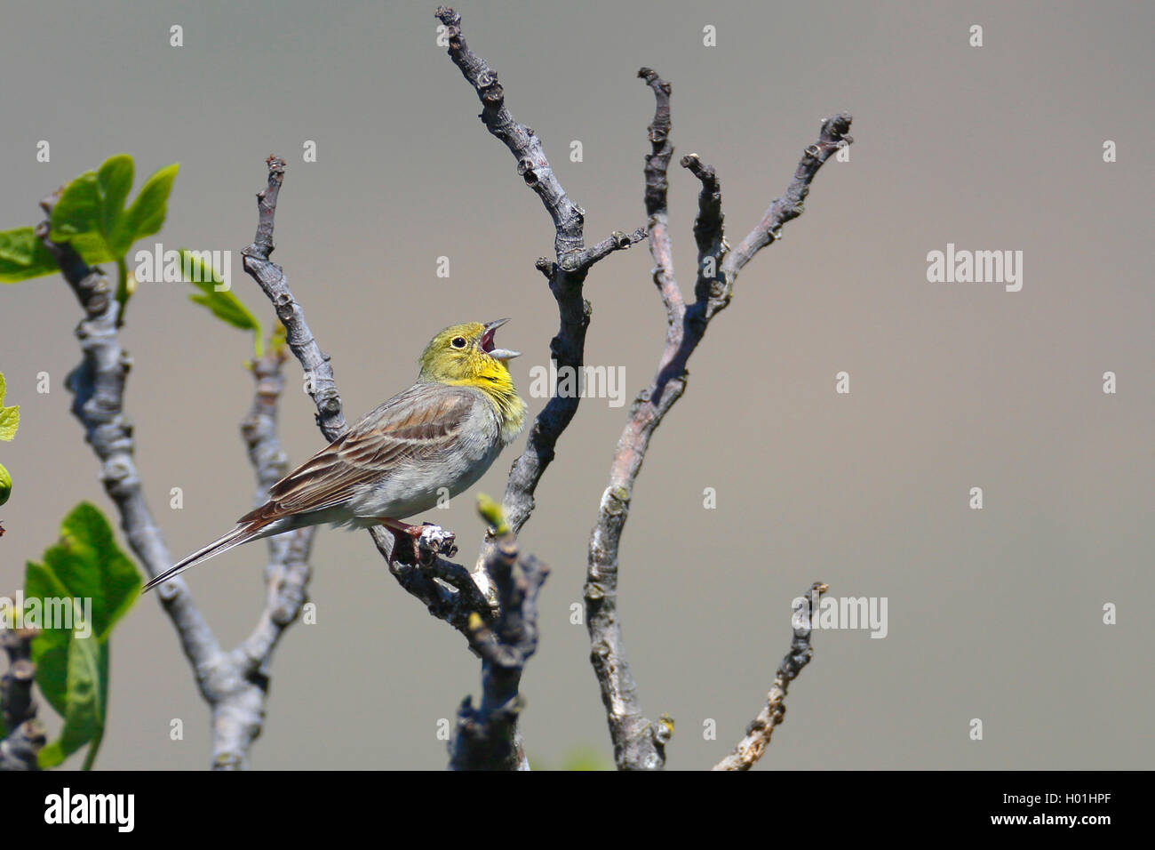 cinereous bunting (Emberiza cineracea), male sings at a fig tree, Greece, Lesbos Stock Photo