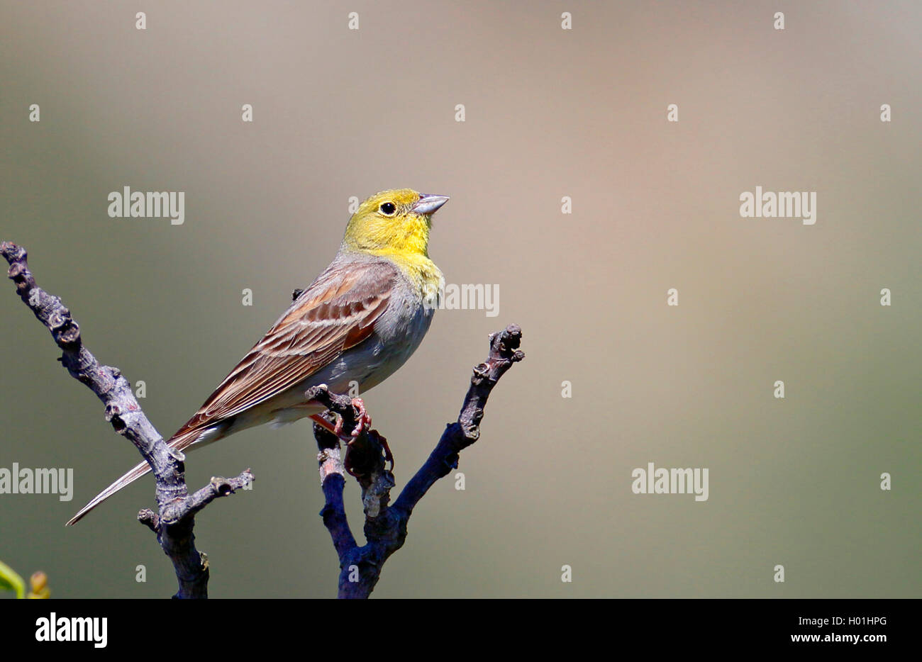 cinereous bunting (Emberiza cineracea), male sits at a fig tree, Greece, Lesbos Stock Photo