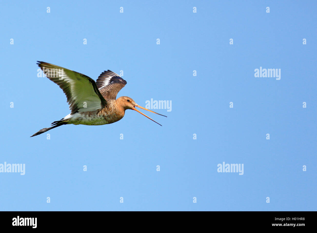black-tailed godwit (Limosa limosa), calls in flight, Netherlands, Frisia Stock Photo