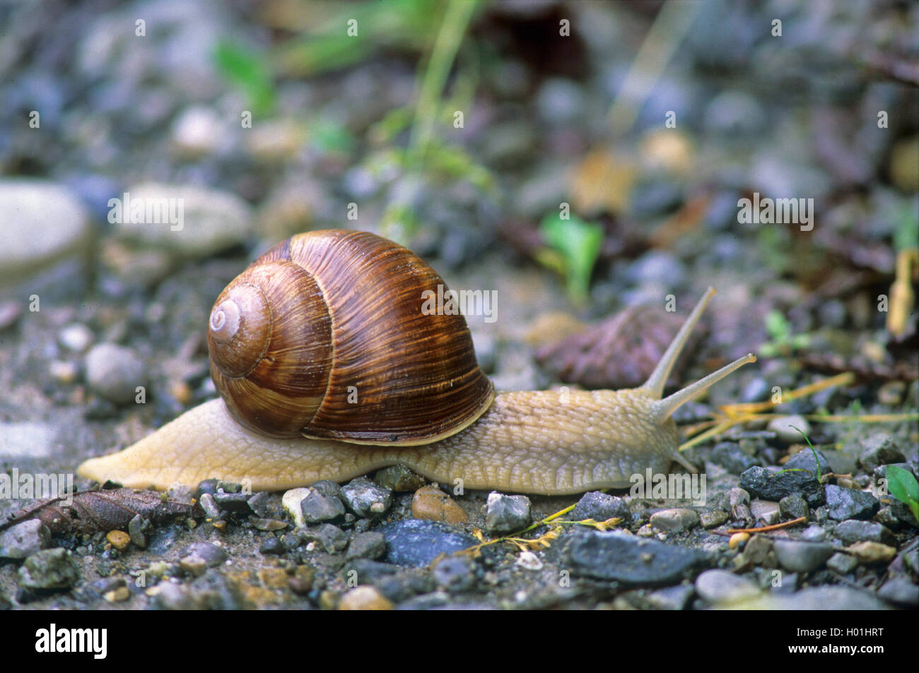 Roman snail, escargot, escargot snail, edible snail, apple snail, grapevine snail, vineyard snail, vine snail (Helix pomatia), creeping snail, Germany, Baden-Wuerttemberg Stock Photo