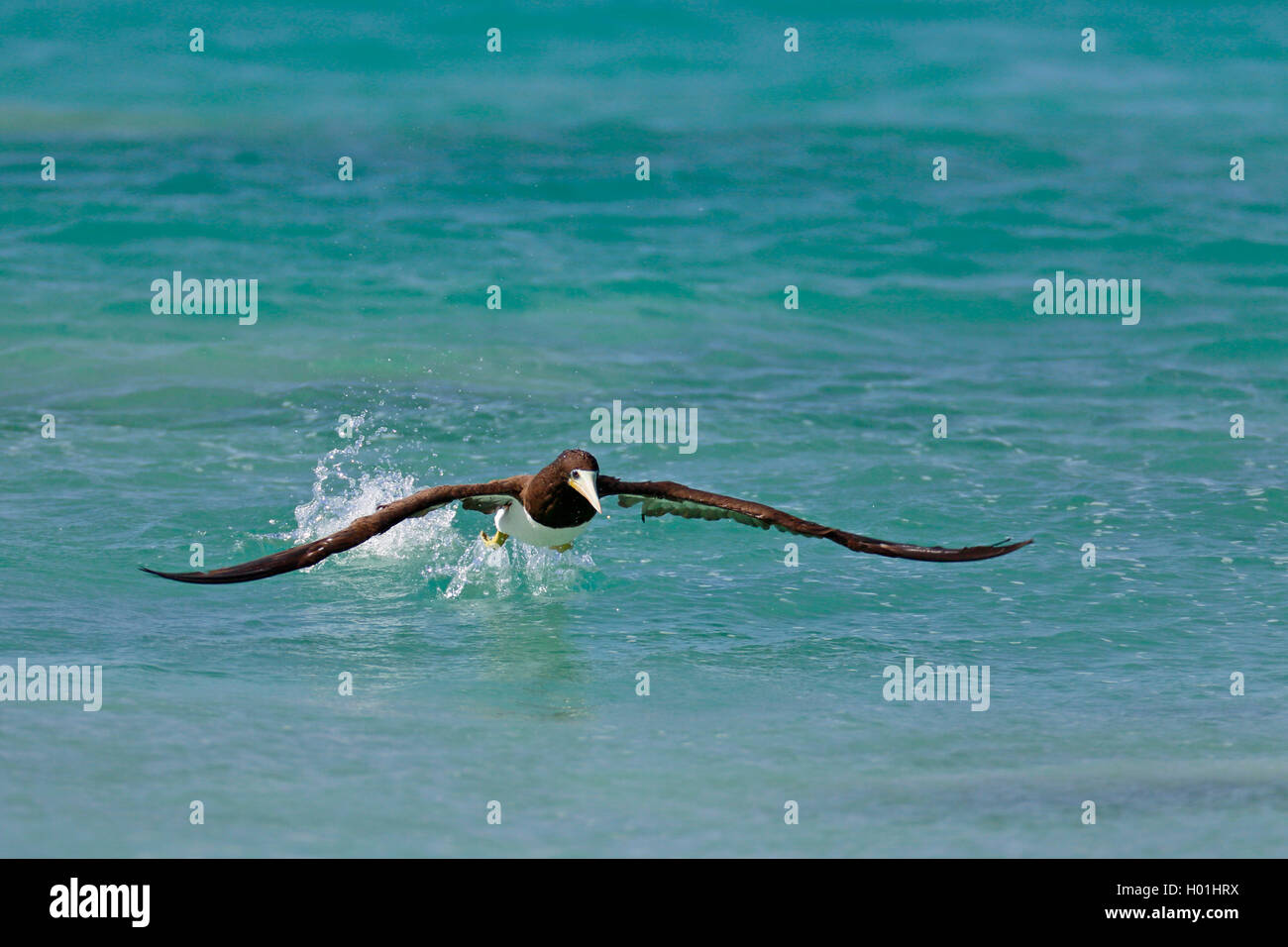 brown booby (Sula leucogaster), flying off from the sea, Cap Verde Islands, Boavista Stock Photo