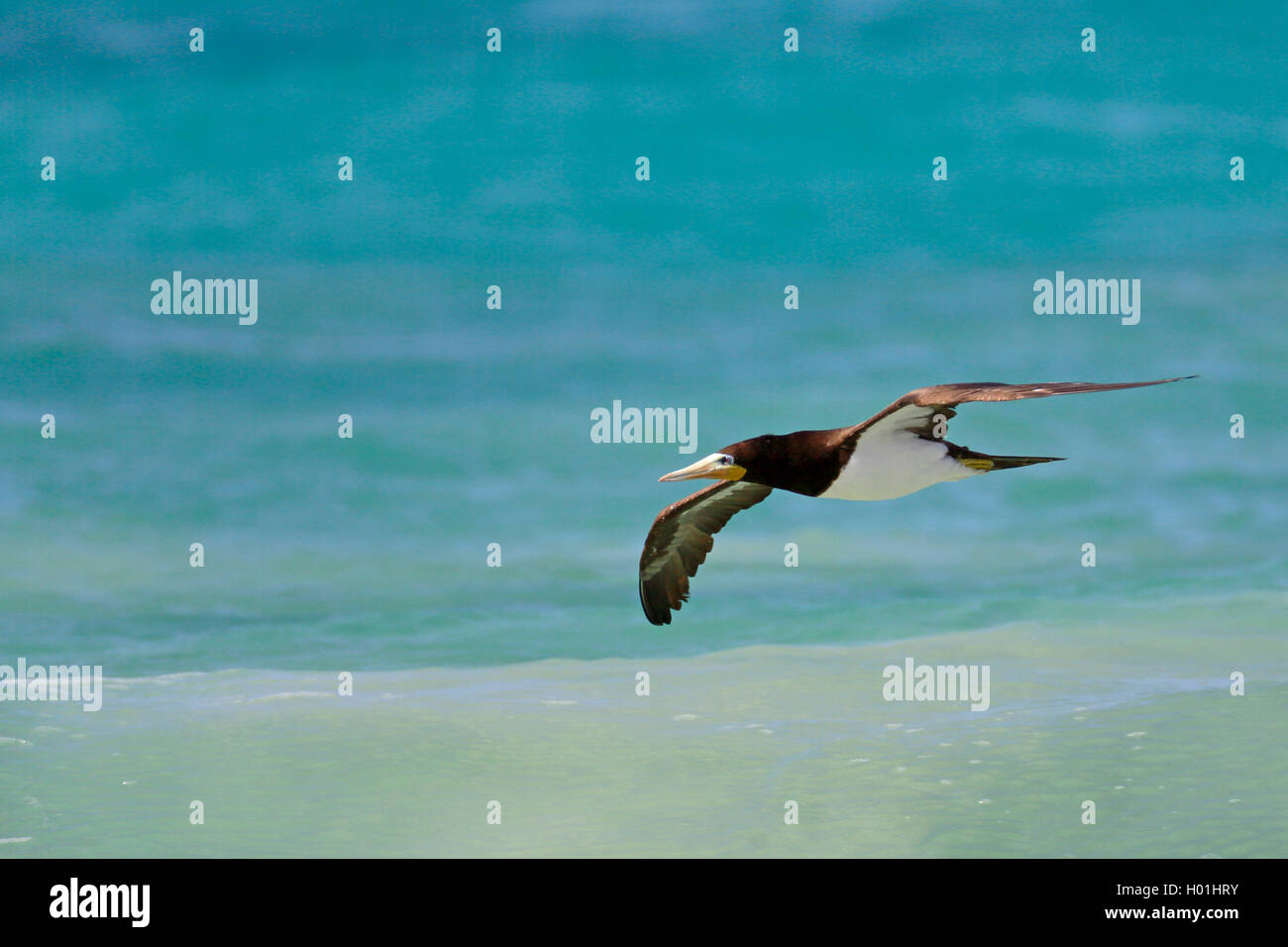 brown booby (Sula leucogaster), flying above the sea, Cap Verde Islands, Boavista Stock Photo