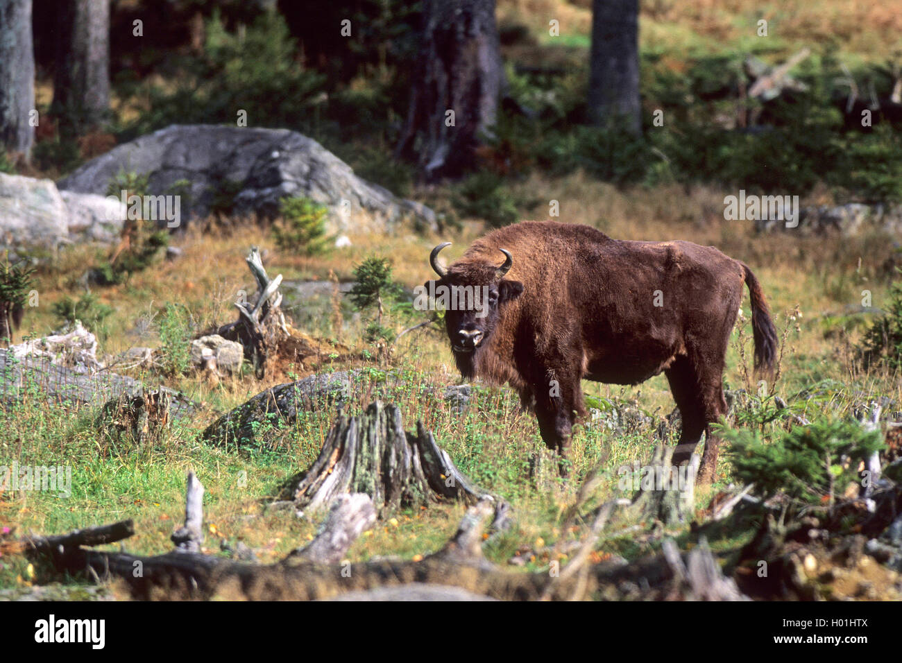 European bison, wisent (Bison bonasus), stands at a clearing, Germany, Bavaria, Bavarian Forest National Park Stock Photo