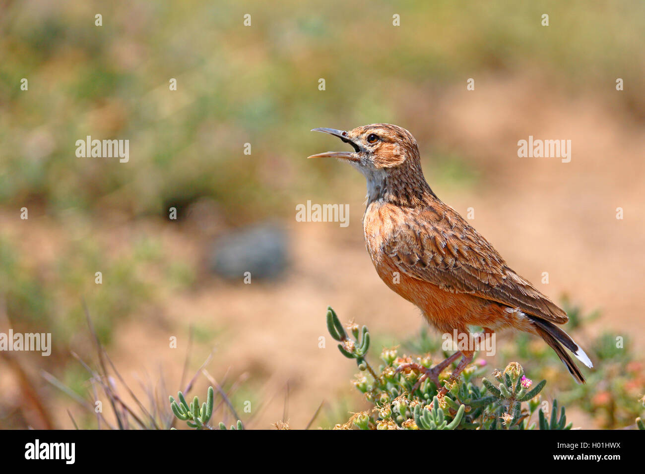 Spike-heeled lark (Chersomanes albofasciata), sits on a plant and calls, South Africa, Eastern Cape, Camdeboo National Park Stock Photo