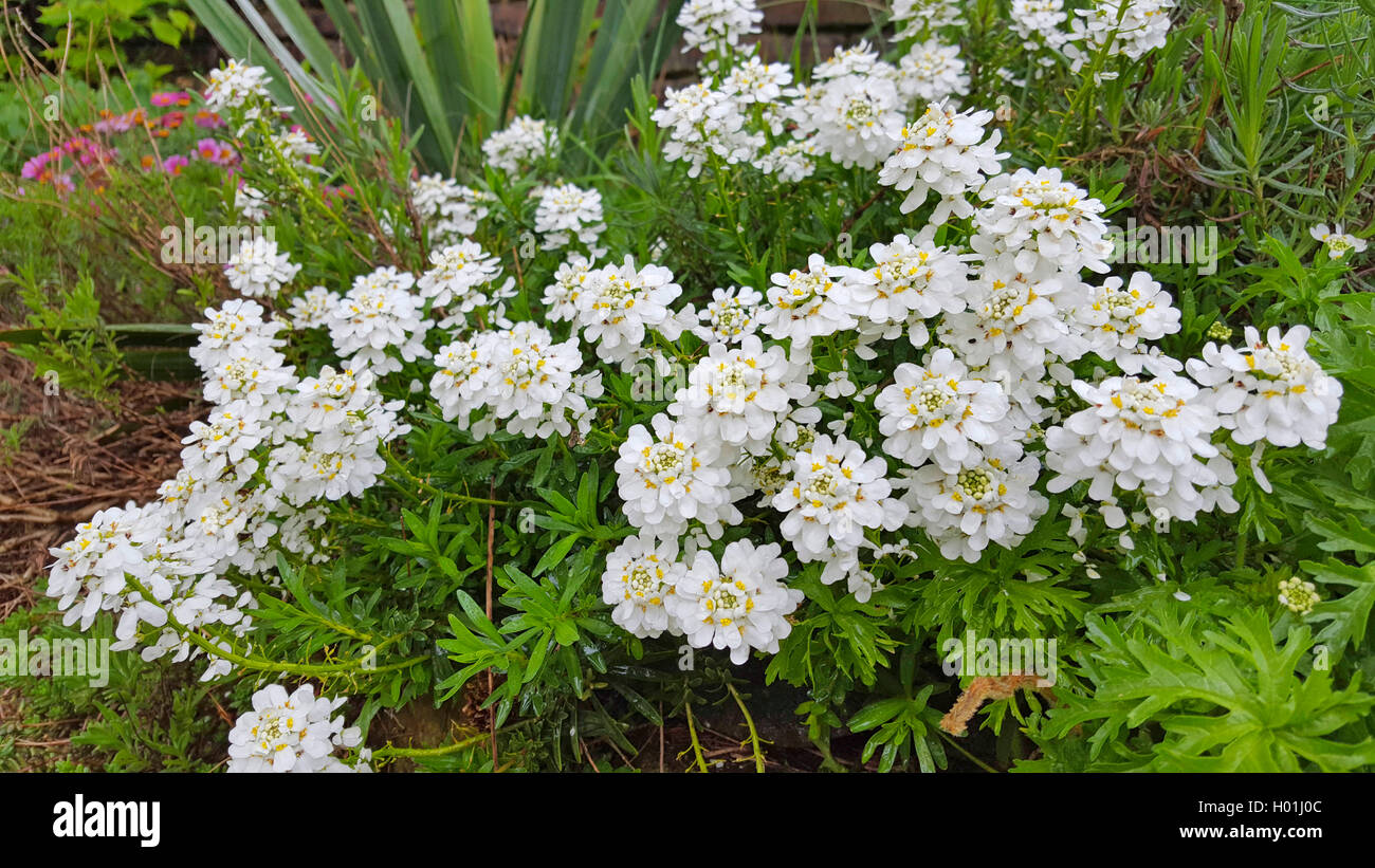 Wild candytuft, Bitter candytuft (Iberis amara), blooming in a flowerbed, Germany Stock Photo