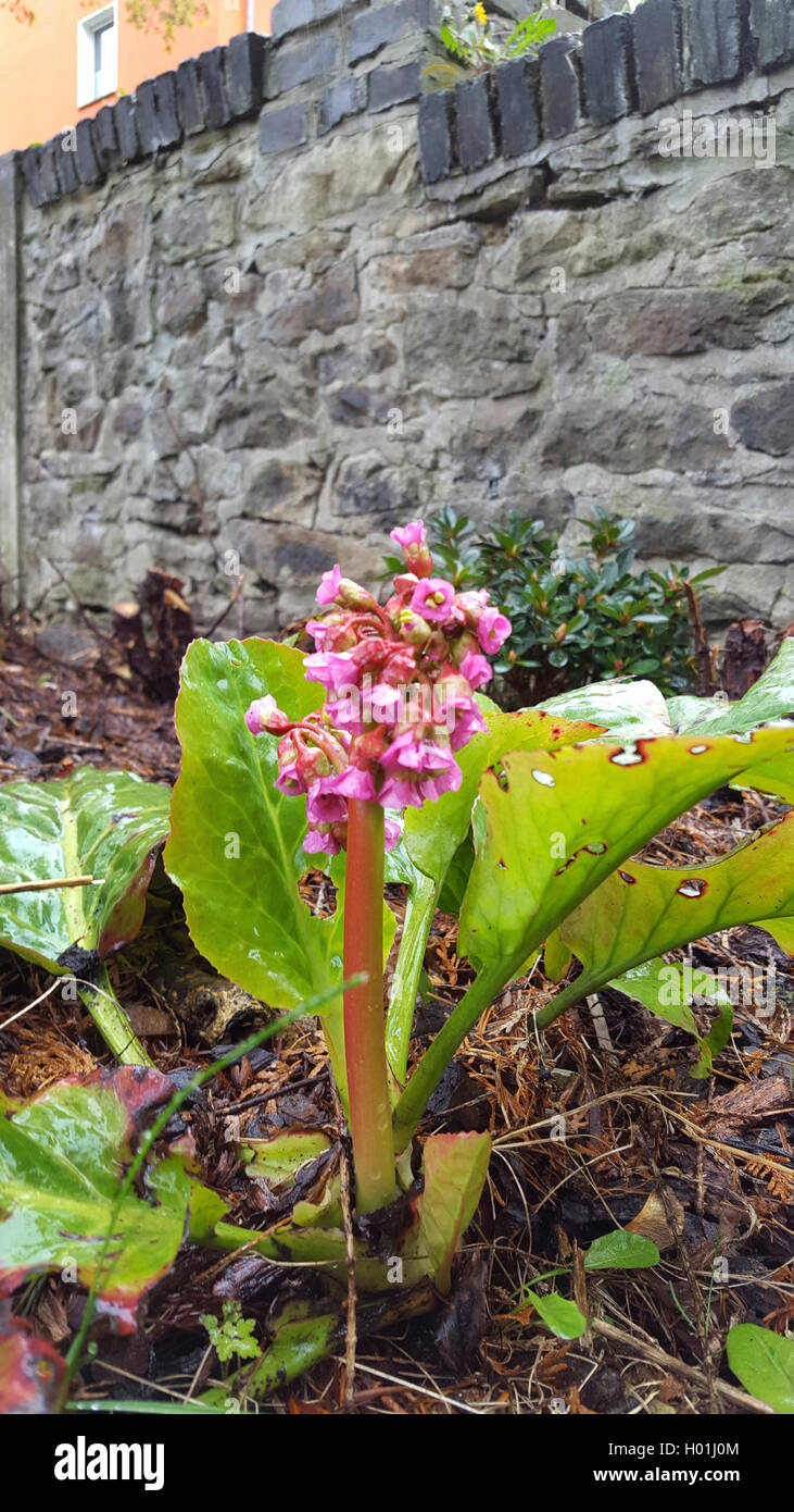 Altai-Bergenie, Altaibergenie, Herzblaettrige Bergenie (Bergenia cordifolia), bluehend in einem Beet an einer Mauer, Deutschland Stock Photo