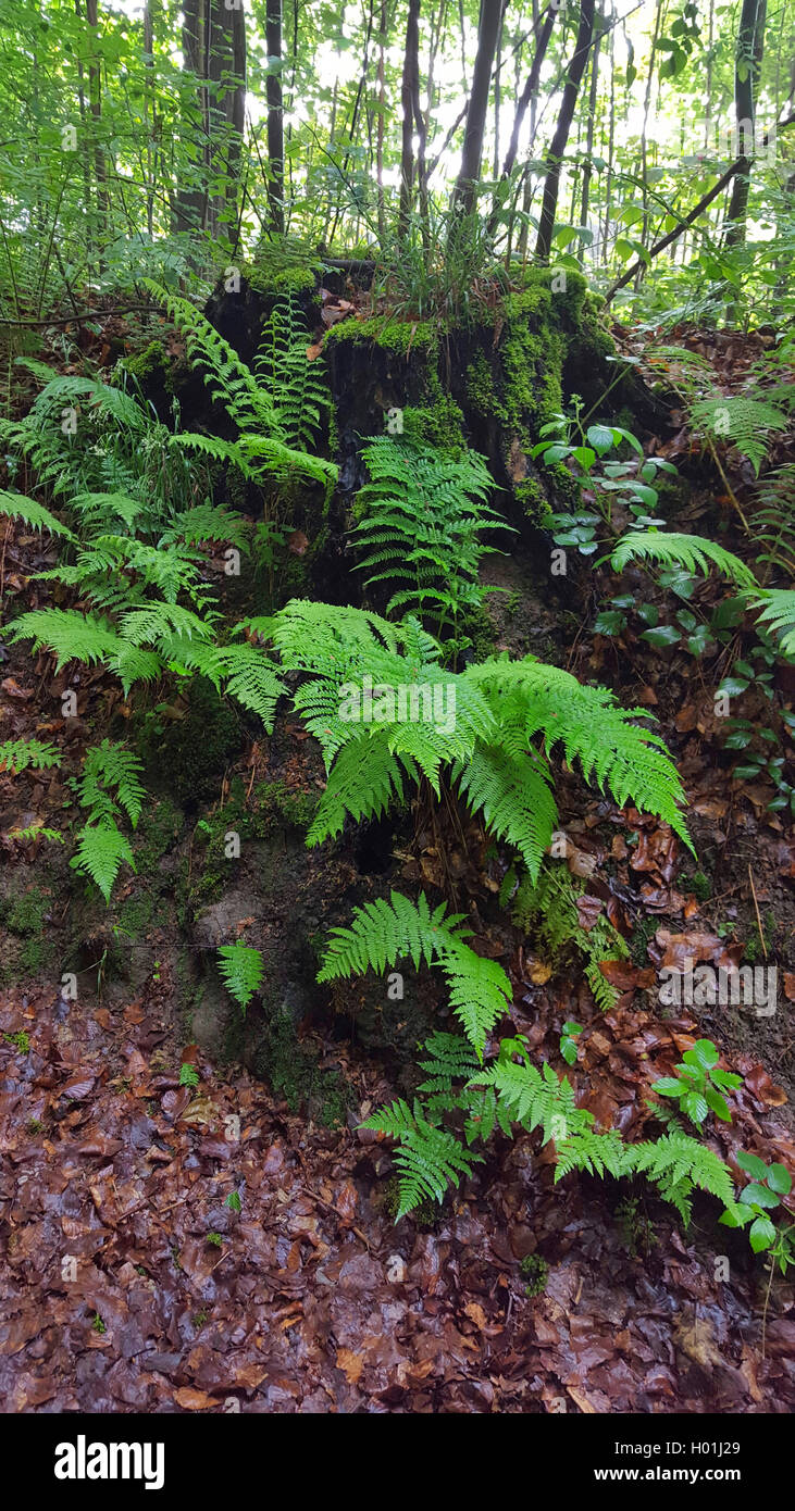 Lady fern, Common lady-fern (Athyrium filix-femina), ferns at a slope in a forest, Germany Stock Photo
