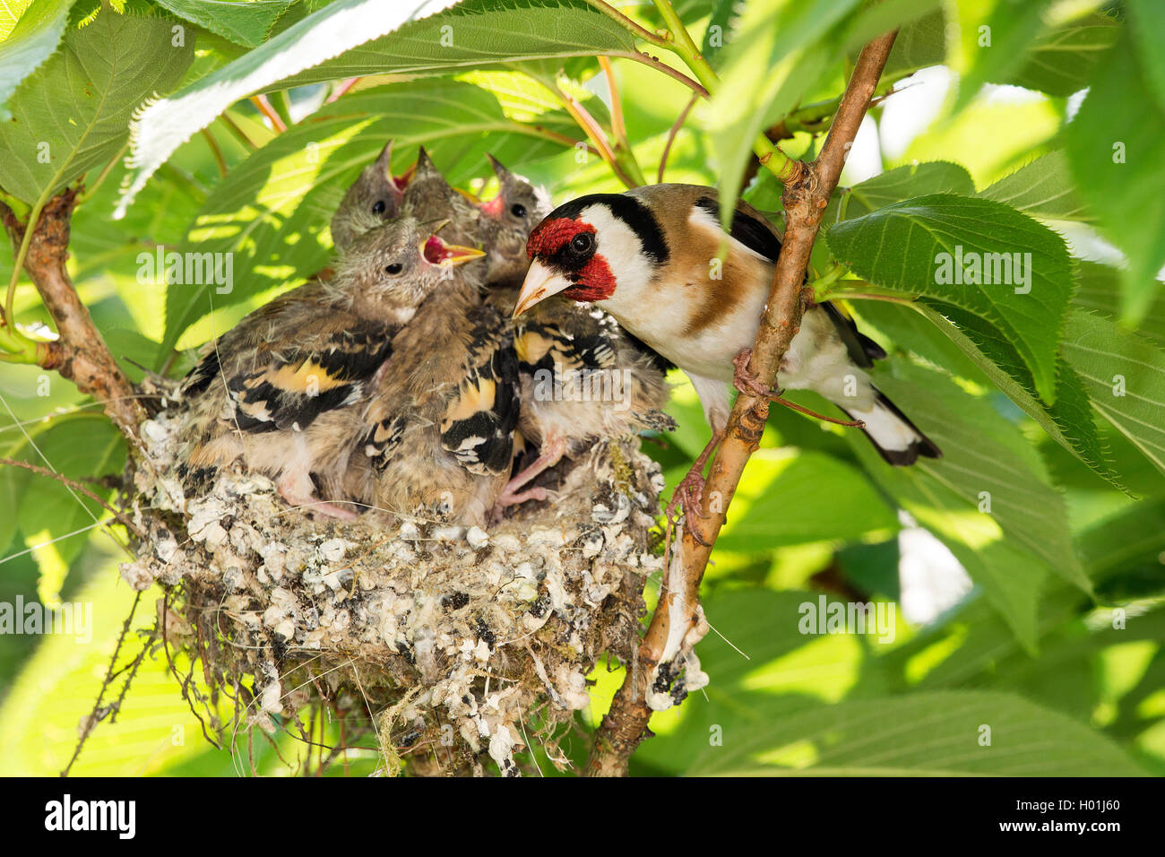 Stieglitz, Distelfink (Carduelis carduelis), am Nest mit fast Stock