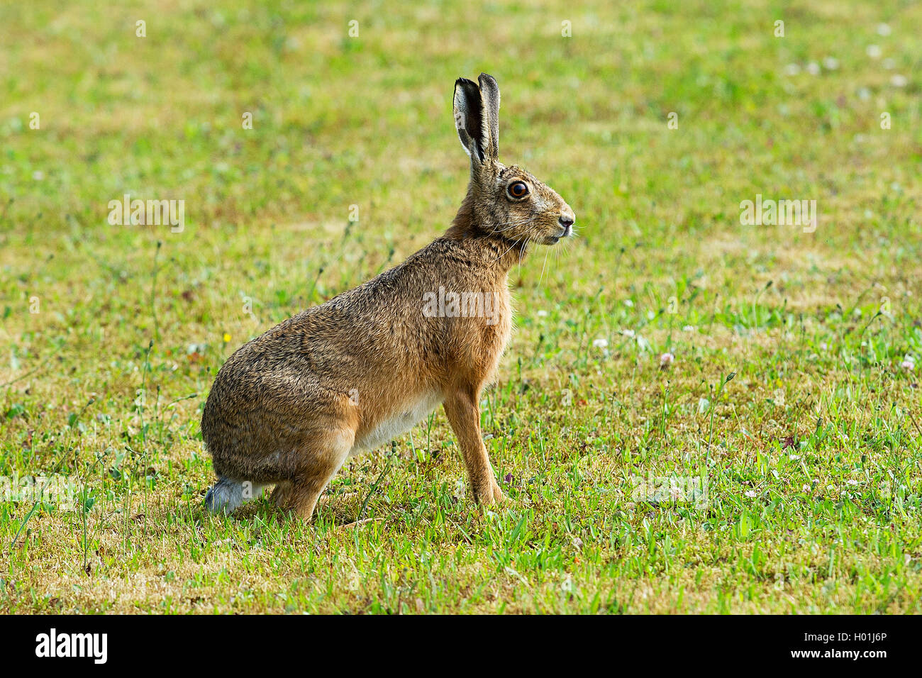 European hare, Brown hare (Lepus europaeus), secures its surroundings for danger, Germany, North Rhine-Westphalia Stock Photo