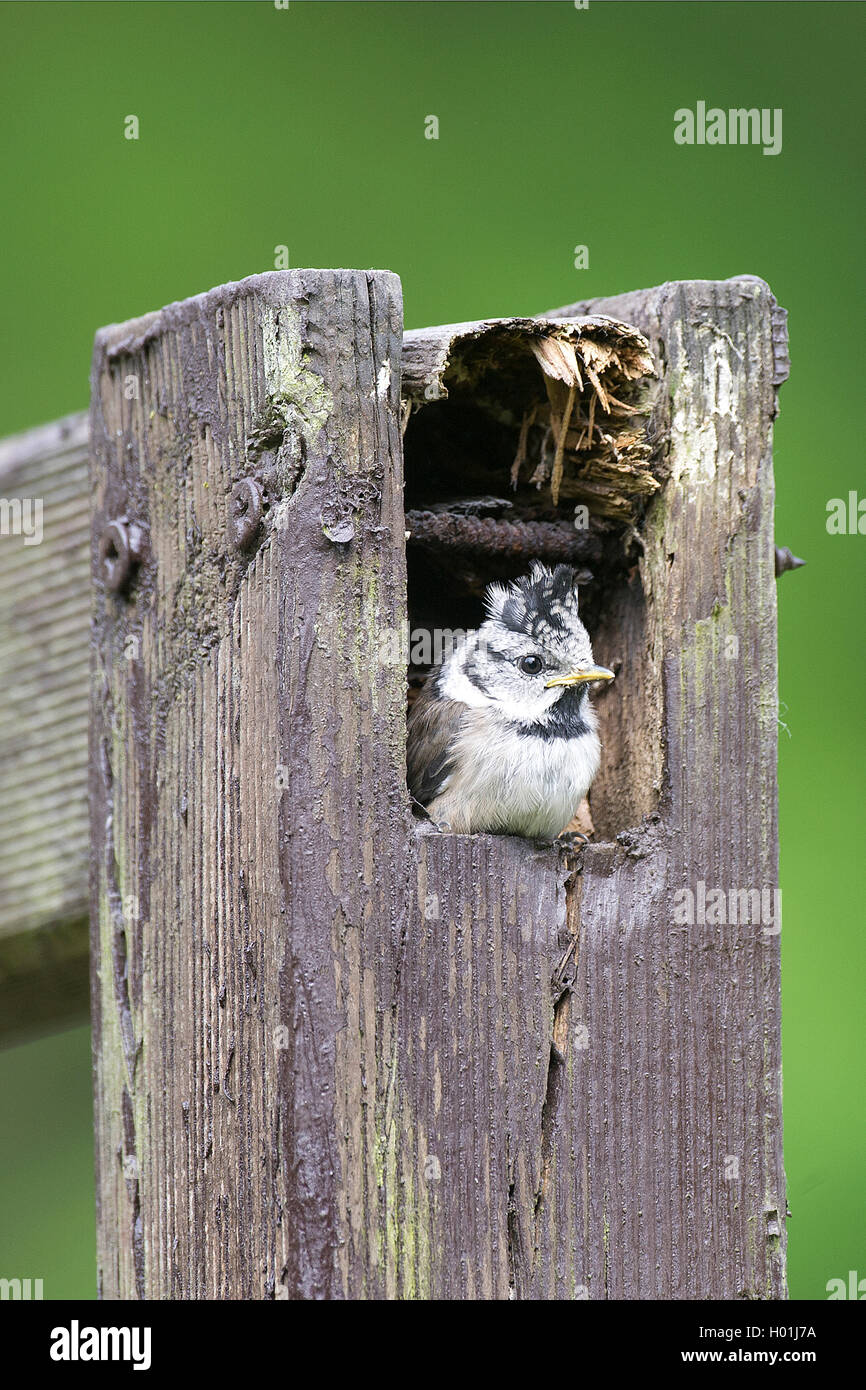 Haubenmeise, Hauben-Meise (Parus cristatus, Lophophanes cristatus), Jungvogel schaut aus der Nisthoehle einer Garten-Pergula, De Stock Photo