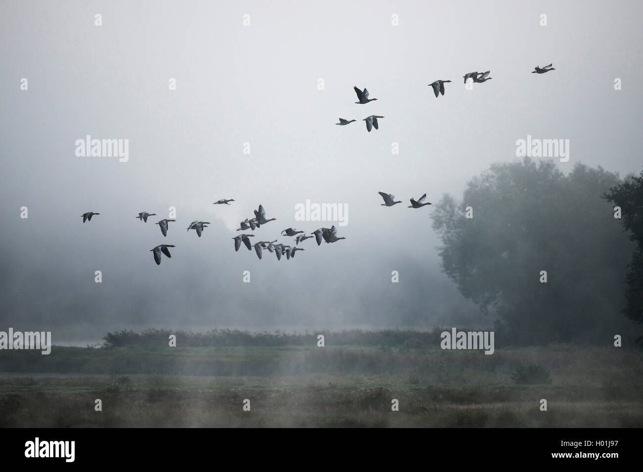 greylag goose (Anser anser), greylag geese fly in morning mist, Germany, North Rhine-Westphalia, NSG Steinhorster Becken Stock Photo