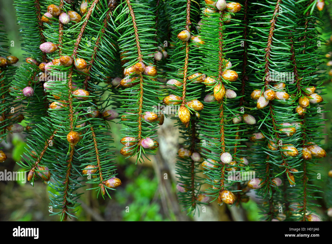 Gemeine Fichte, Gewoehnliche Fichte (Picea abies), Fichtenzweig mit Knospen und weiblichen Blueten, Deutschland, Bayern | Norway Stock Photo