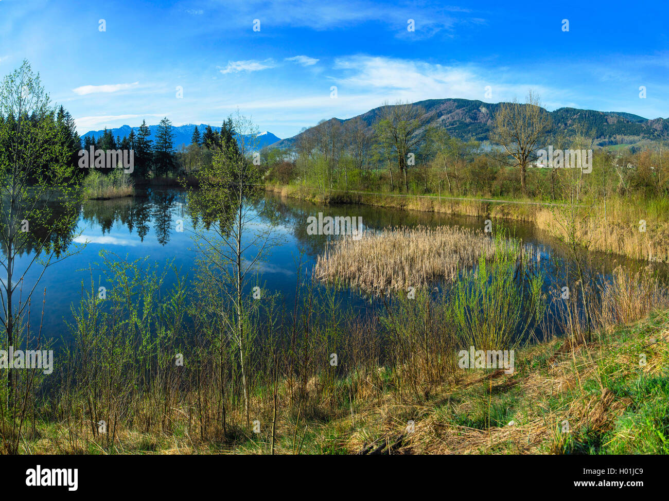 moor pond t the Murnau Moos with view onto the Ammer Mountains, Germany, Bavaria, Oberbayern, Upper Bavaria, Murnauer Moos Stock Photo
