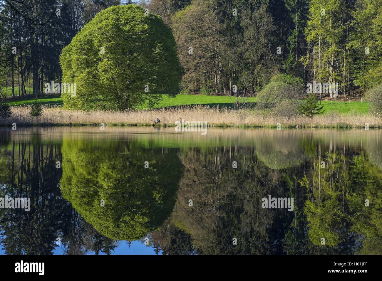 water reflections in a lake, Germany, Bavaria, Oberbayern, Upper Bavaria Stock Photo