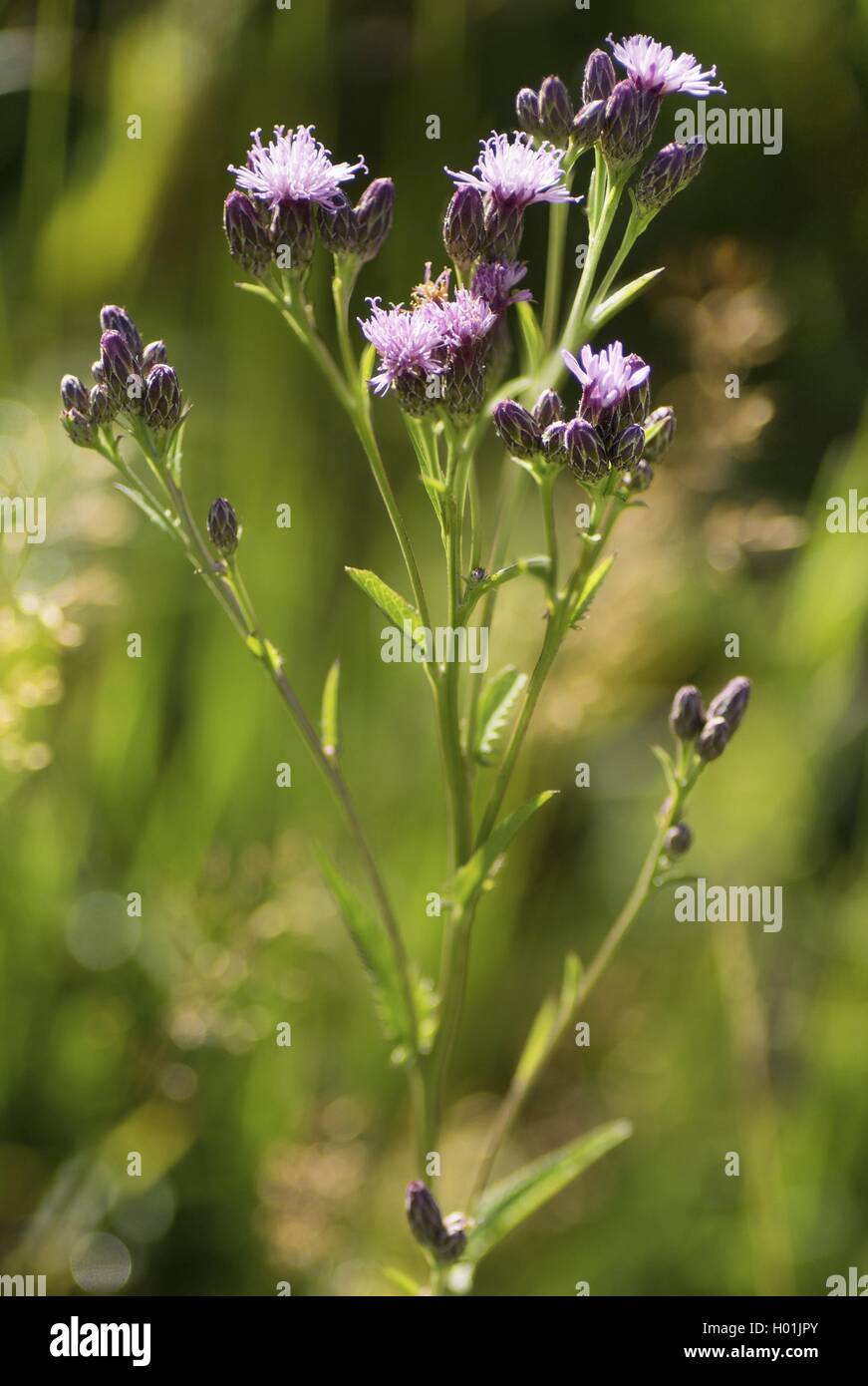 saw-wort (Serratula tinctoria), blooming, Germany, Bavaria, Oberbayern, Upper Bavaria Stock Photo