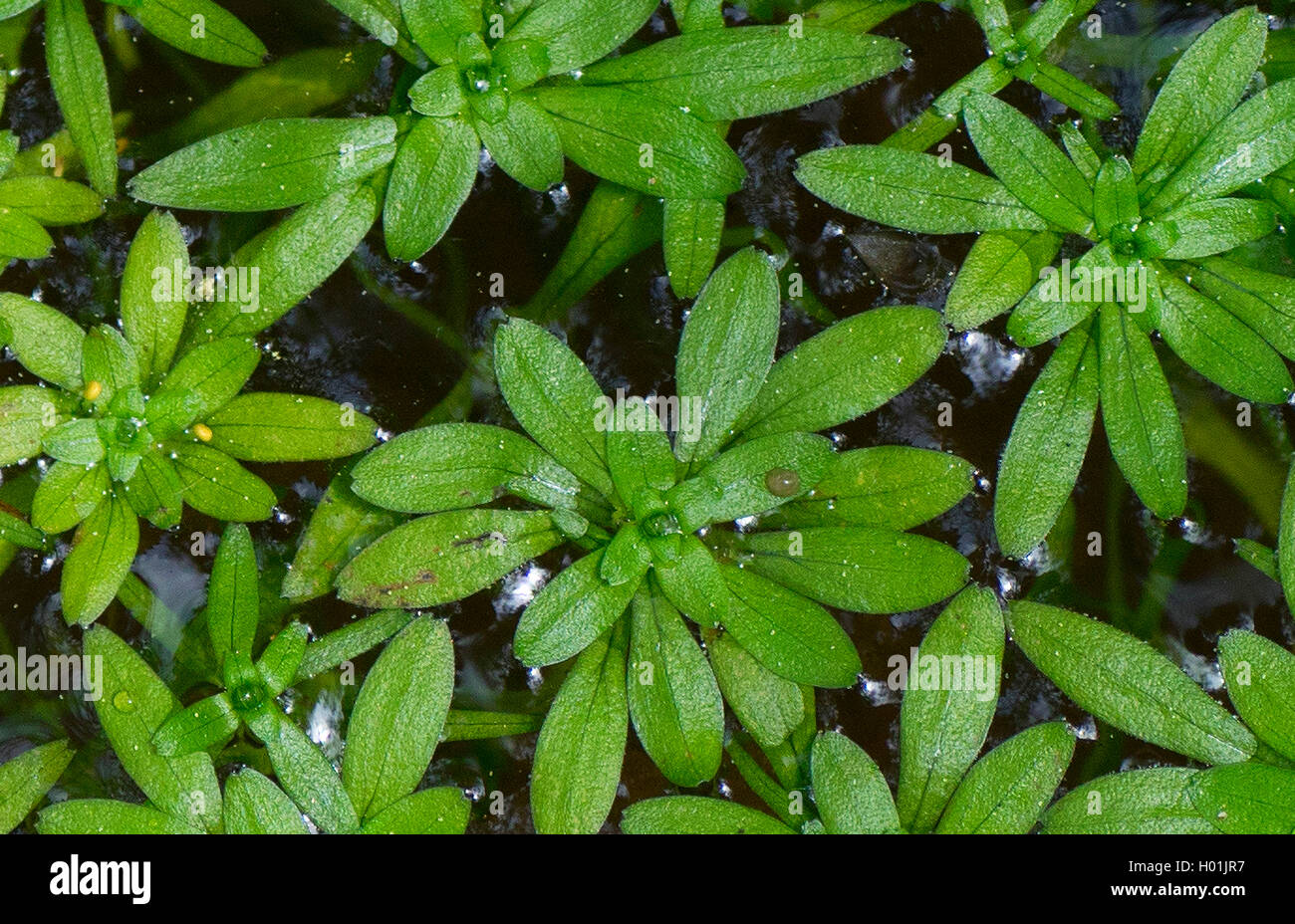 common water-starwort, European water-starwort (Callitriche palustris agg.), Germany, Bavaria, Oberbayern, Upper Bavaria, Murnauer Moos Stock Photo