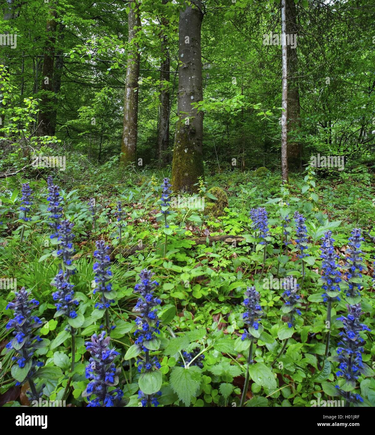 Common bugle, Creeping bugleweed (Ajuga reptans), blooming in a clearing in spring forest, Germany, Bavaria, Oberbayern, Upper Bavaria Stock Photo