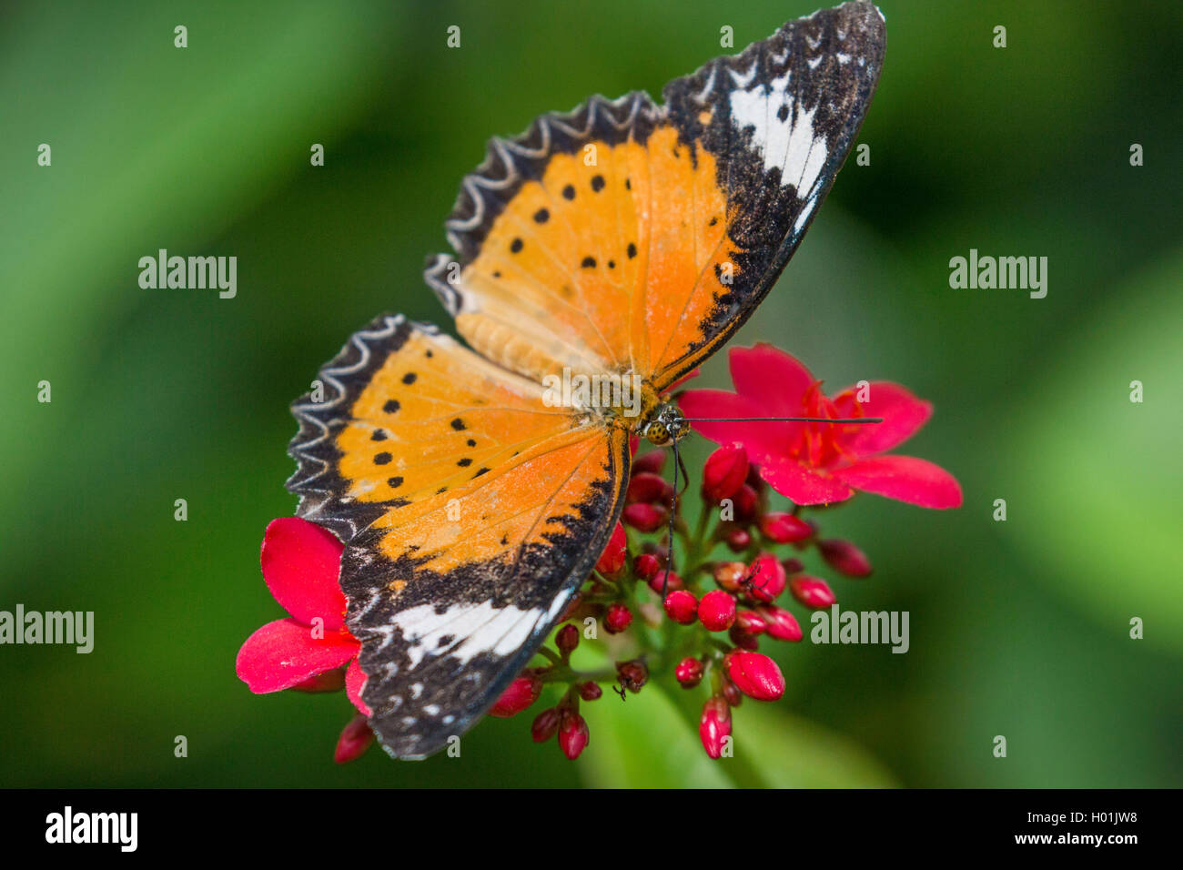 Malay Lacewing  (Cethosia hypsea), sucking nectar from blossoms, view from above Stock Photo