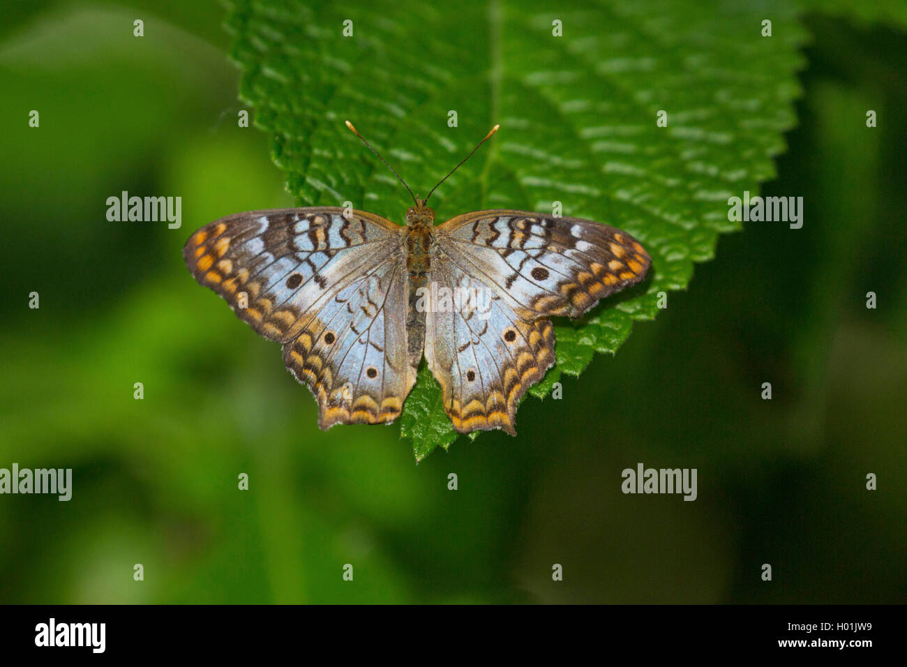 Tropischer Edelfalter, Weisser Pfau (Anartia jatrophae), sitzt auf einem Blatt, Aufsicht, USA | White Peacock  (Anartia jatropha Stock Photo