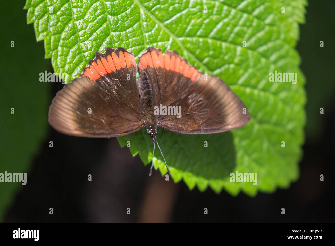 Red Rim, Crimson-banded Black  (Biblis hyperia), sitting on a leaf, view from above, USA Stock Photo