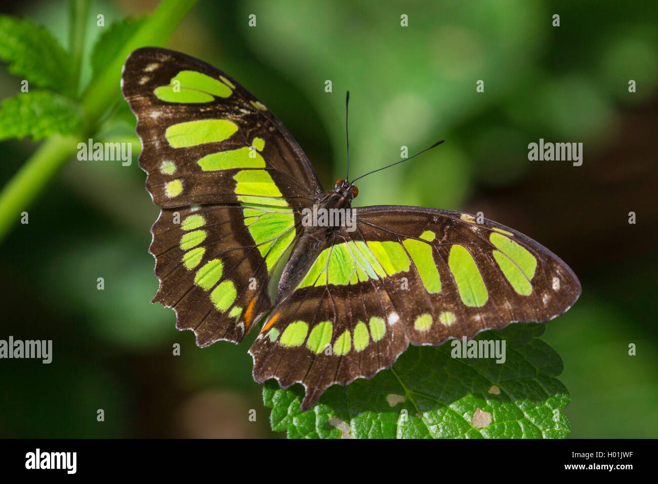 malachite (Siproeta stelenes), sitting on a leaf, view from above, USA Stock Photo